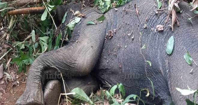 Conflit homme-faune&nbsp;: un éléphant-tueur enfin mis hors d’état de nuire près de Makokou