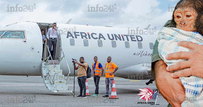 Gabon&nbsp;: Africa United Airlines vole au secours d’un bébé chimpanzé orphelin de Tchibanga à Franceville
